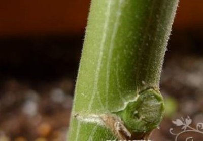 花友分享天竺葵养成的方法（很简单）