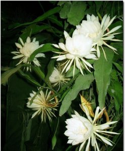 昙花盆栽养植方法 《昙花盆栽养护要点》