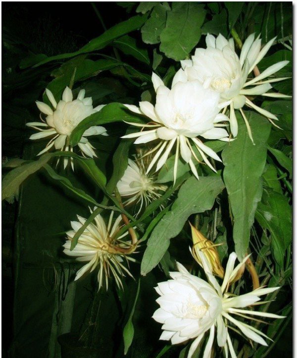 昙花盆栽养植方法