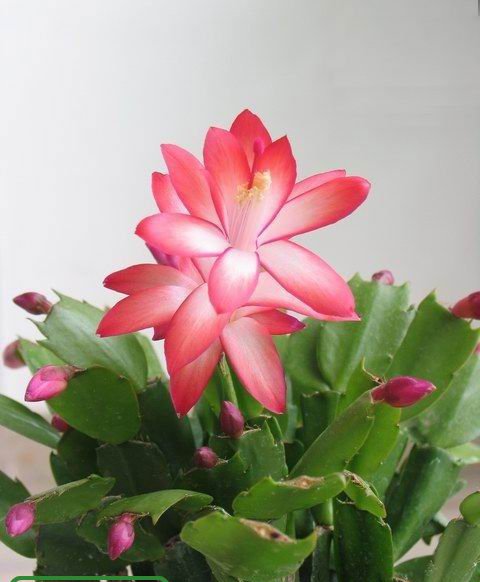 昙花盆栽养植方法