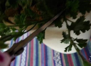 天竺葵越冬生长需求及应对天竺葵退化