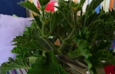 天竺葵越冬生长需求及应对天竺葵退化
