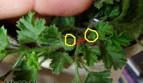 天竺葵越冬生长需求及应对天竺葵退化