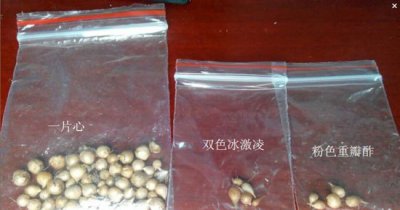 酢浆草种球保存方法 酢浆草种球的保存办法