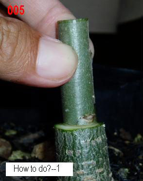 沙漠玫瑰嫁接方法