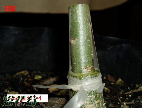 沙漠玫瑰嫁接方法