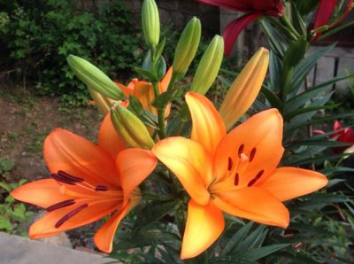 百合花怎么养（花友版） 百合花的养护（花友经验）