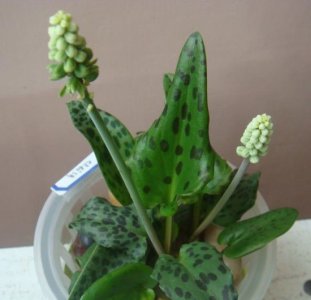 油点百合怎么养 《油点百合养护要点》