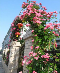 藤本月季三季开花的秘诀 《藤本月季三季开花之秘诀》