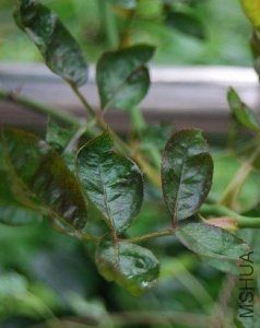 月季蓟马防治手段 月季花蓟马的防治方法