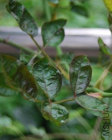 月季花蓟马的防治方法