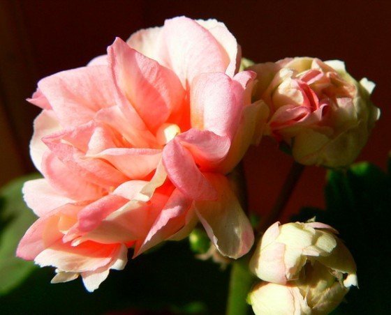天竺葵菲舍碗