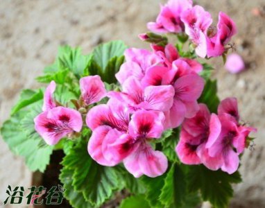花友天竺葵度夏问题讨论汇总 花友天竺葵度夏问题讨论整理