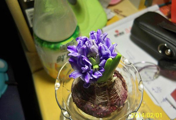 风信子夹箭是什么意思