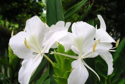 姜花怎么养 《姜花的养护要点》