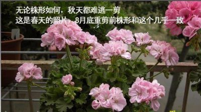 天竺葵剪枝注意要点（附图文） 天竺葵的剪枝注意事项（图文）