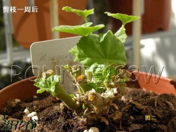 天竺葵的剪枝注意事项