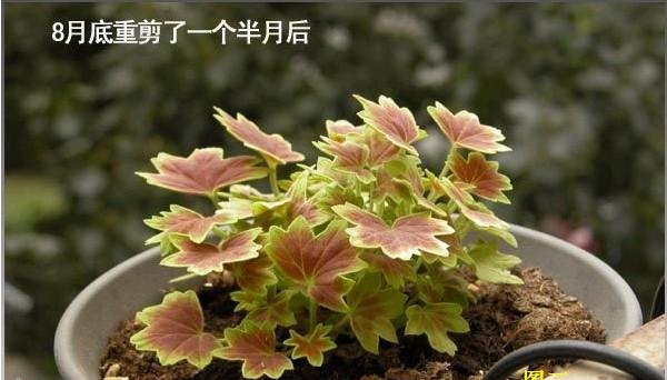 天竺葵的剪枝注意事项