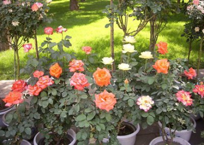 月季花春季管理方法 《月季花春季养护要点》