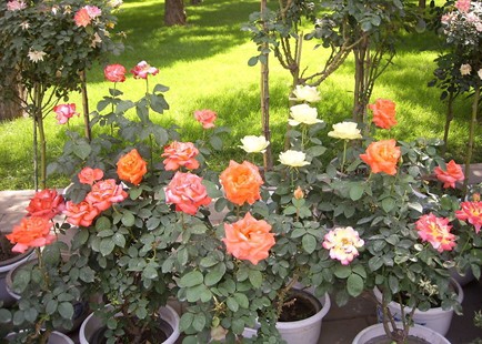 月季花春季管理方法