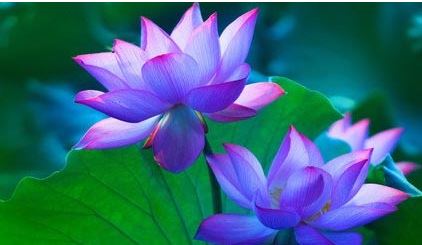 荷花什么情况下开花？