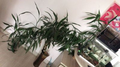 富贵竹能养多久 水养能活多长时间