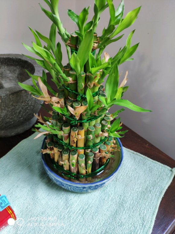 富贵竹能养多久