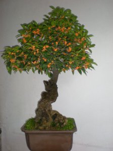 家庭盆栽桂花要做到五防 《家庭盆栽桂花的五防要点》