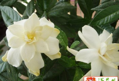 家养盆栽栀子花如何养护 《家养盆栽栀子花养护要点》
