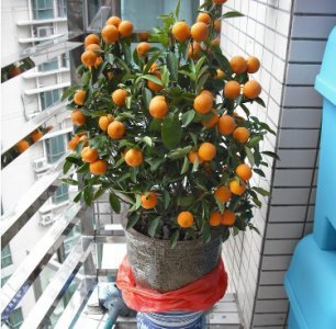 盆栽橘子的挑选方法 《盆栽橘子挑选有讲究这些方法要知道》