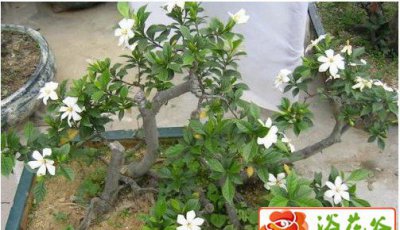 盆栽栀子花冬眠期养护要点 盆栽栀子花如何度过冬眠期