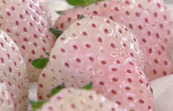 白雪公主草莓一年结几次果附品种口感介绍