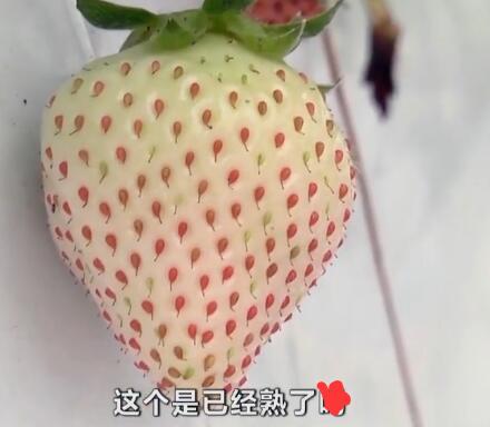 白雪公主草莓一年结几次果附品种口感介绍