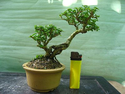 （T-W）寿娘子植物介绍及图片 （T-W）寿娘子植物简介（图）