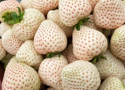 雪兔草莓品种详解及图鉴 雪兔草莓品种介绍（图）