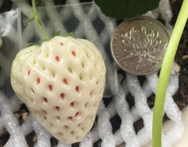 雪兔草莓品种介绍