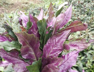 阳台种紫背菜为什么不长 《阳台种紫背菜为何不长？》