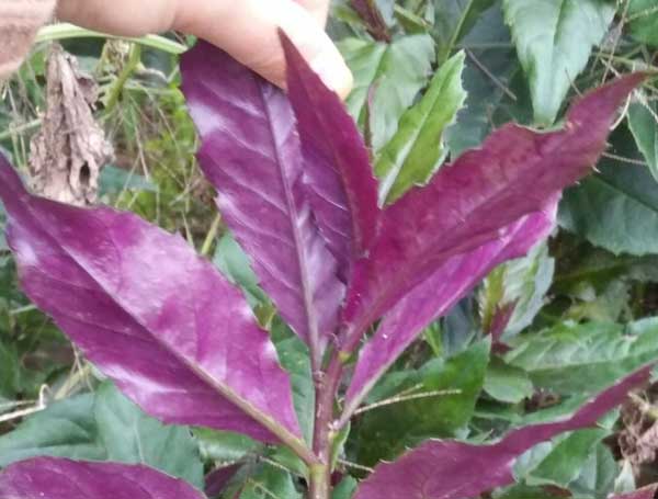 阳台种紫背菜为什么不长