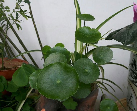 铜钱草冬天怎么养
