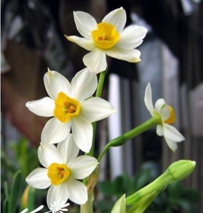水仙春节开花有诀窍 《水仙春节开花的诀窍》