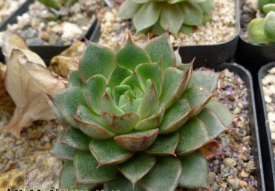 《小和锦多肉养护攻略（图）》 多肉植物小和锦的养护方法（图）