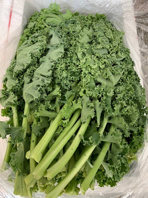 甘蓝和羽衣甘蓝的区别