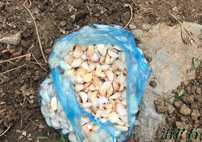 自家阳台种大蒜的方法和时间 《阳台自种大蒜的时间与方法》