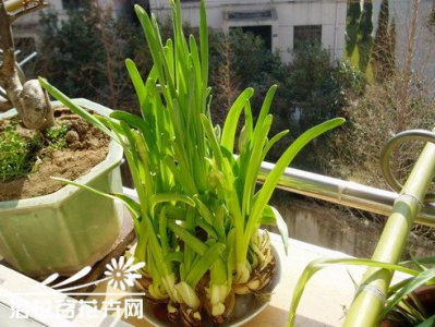 《防止水仙叶片徒长的方法》 怎样防止水仙叶片徒长（过长）