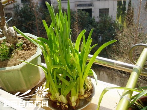 怎样防止水仙叶片徒长