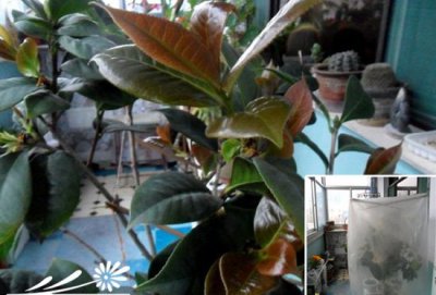 北方阳台茶花的春季管理 《北方阳台茶花春季养护要点》