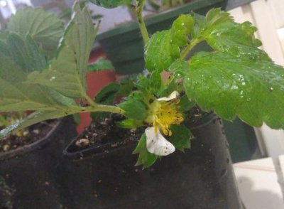 草莓开花后多久结果立见分晓 草莓开花后多久结果|即时可见