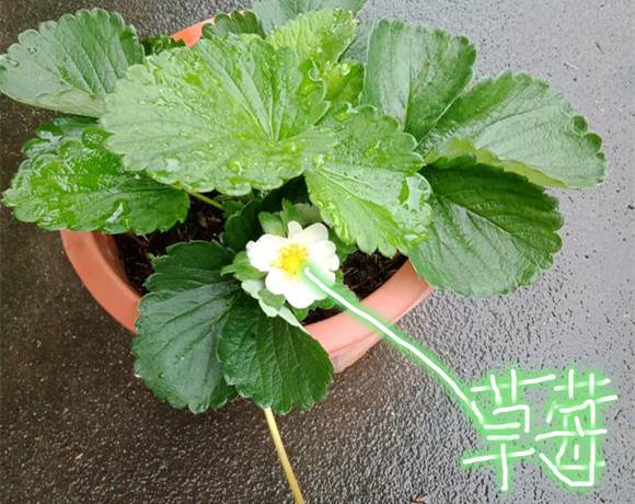 草莓开花后多久结果|即时可见