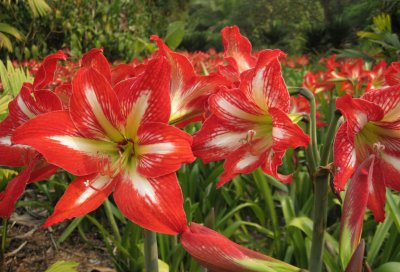 朱顶红的花后管理 《朱顶红花后咋管理？》