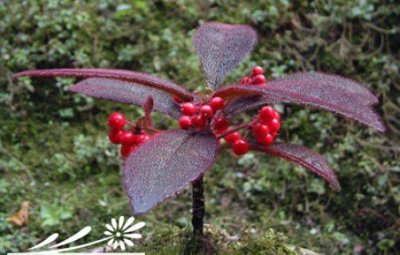 怎样才能使虎舌红果多、果艳 《虎舌红多结果且果艳的方法》
